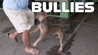 ANG MGA BULLY NA BULLIES  DOG BEHAVIOR [upl. by Messere902]