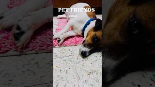 My dog Cherry My best edit until now petfriend bestedit 2023video [upl. by Mouldon91]