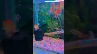 Hi this my fishKushal vlog [upl. by Lifton]