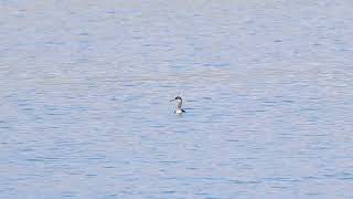 Rednecked Grebe Portland Harbour 27th October 2024 [upl. by Zobe]