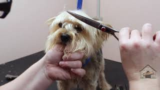 Grooming a Yorkipoo [upl. by Saunders]