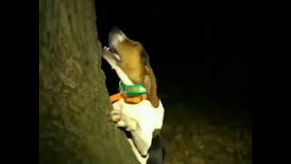 Dog screaming near a tree like a human meme [upl. by Attennaj]