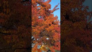 quotBURNING BUSHquot 1 AUTUMN 🍂 LEAVES IN CANADA 2024 [upl. by Geraud166]