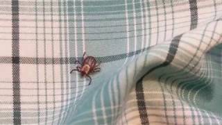 tick vs permethrintreated shirt [upl. by Vivianne]