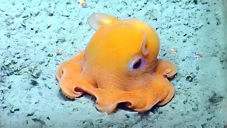 Dumbo Octopus 🐙 The Cutest Octopus Youll Ever See [upl. by Yellhsa]