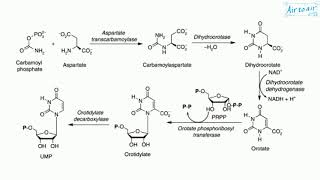 carbamoyl phosphate synthetase II [upl. by Eintirb]