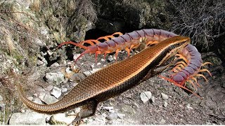 Centipede vs Brown skink  Who will be the winner [upl. by Krall]