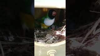 Gould in purezza gouldianfinch gouldamadine gouldian aviarylife [upl. by Joerg]