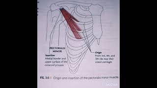 DeltoidSerratus AnteriorPectoralis Major and minor Suprex Muscle [upl. by Eetnod]