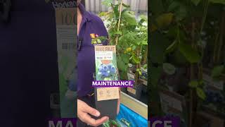 How to Grow Blueberries  Horkans Garden Centre [upl. by Rustin718]