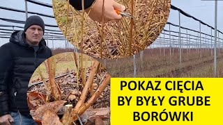 Jak Ciąć Borówkę Żeby Mieć Grube OWOCE [upl. by Alamak485]