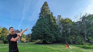 Our BIGGEST TREE to DATE  90ft Conifer Tree Removal [upl. by Yuria]