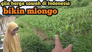 macam inilah harga sawah di kampung ku Indonesia tak macam di Malaysia⁉️ [upl. by Samp]