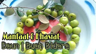 Manfaat dan Khasiat Daun Bidara  Buah Bidara [upl. by Euqina155]