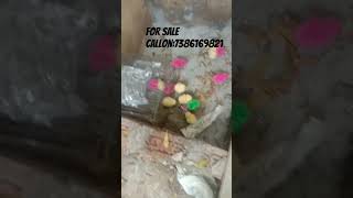 For sale chicks callon7386169821 Pets lover MohdArsalaan544 Pets videos [upl. by Jewett]