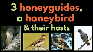 3 HONEYGUIDES A HONEYBIRD AND THEIR BROOD HOSTS  a list of their main hosts  BROOD PARASITISM [upl. by Sibyl]