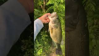 Fr a toad fishing youtubeshorts bassfishing [upl. by Nahtannhoj880]