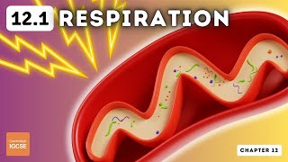 IGCSE Biology  Respiration 121 [upl. by Irrehc]