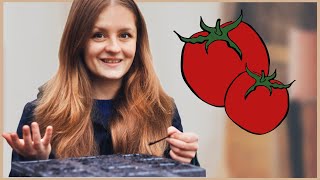 Tomaten im Haus aussäen und vorziehen 🍅 [upl. by Ursa]