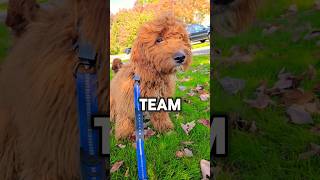 ✨️TEAM ROBLOX OR MINECRAFT PUPPY✨️ shorts puppy dog [upl. by Olemrac]