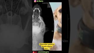 Obturador palatino digital para 🐶 shorts odontoveterinaria obturadorpalatino odontologia [upl. by Ribal]