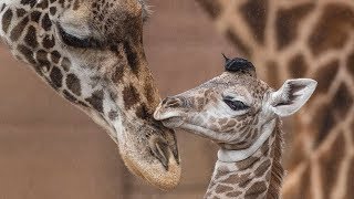 Baby Giraffes Run and Play [upl. by Lemra871]