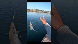 30cm Trevally Catch and Release fishing fishingaustralia fish justfishing fishingfanatics [upl. by Arayt]