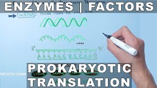 Factors and Enzymes in Prokaryotic Translation [upl. by Paten]