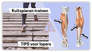 Gespierde kuiten Uitleg over jouw kuitspieren en 5 spierversterkende kuit oefeningen [upl. by Persian]