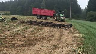 Manada de jabalies escapa de cosechadora  Wild pigs appear from field [upl. by Leisam]