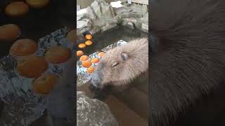 Capybara in Japanese Hot Spring [upl. by Elohcim]