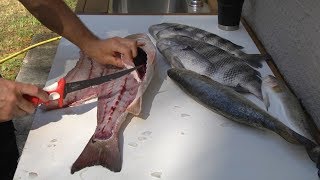 How to fillet redfish trout and sheepshead [upl. by Tirzah]