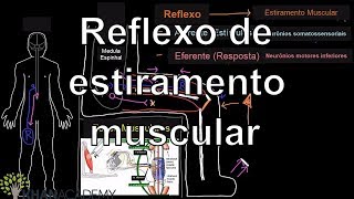 Reflexo de estiramento muscular  Introdução ao sistema nervoso  Khan Academy [upl. by Lanos]