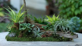 Miniature Woodland Tabletop Garden 🥰🌿💚  Garden Answer [upl. by Goldarina]