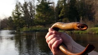 Sea lamprey River lamprey Monster vampire parasite Lamprey 2015 [upl. by Shushan679]