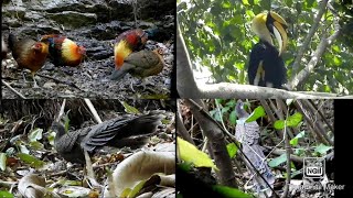 mizoram sava mawi TOP15lo en ve rawh le Bird of Mizoram [upl. by Kennie]