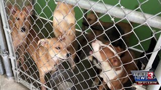 Shelter animals at risk of euthanization heres how you can help save them [upl. by Adriel]