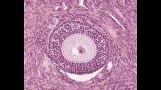 Shotgun Histology Ovary [upl. by Eetnahc]