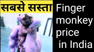 pocket monkey price in India I finger monkey I finger monkey I indiafactsunknown I marmoset monkey [upl. by Kaylee]