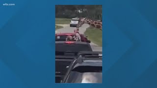 Giraffe picks up kid in pickup truck [upl. by Alleirbag]