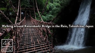 Walking around Kazurabashi Bridge in the Rain  Iya Tokushima  Waterfall amp River Binaural Sounds [upl. by Wolliw]