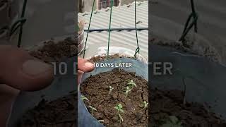 Grow tomatoes in plastic pots hanging indoors recycleplasticbottles plasticbottlegarden gardening [upl. by Ruffi]