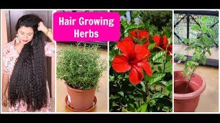 SECRET Herbs For HAIR GROWTHMy Organic Balcony Garden  Sushmitas Diaries [upl. by Cline]