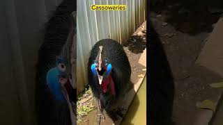 southern cassowary Casuariu shorts viral [upl. by Alleuqcaj]