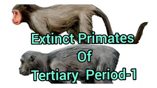 Extinct Primates of Tertiary Period 1 Oligocene fossilsAnthropologyInsightsforUPSCNET [upl. by Ailsun709]