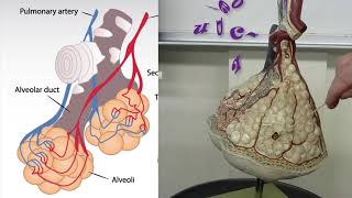 alveoli lung anatomy practical exam model review [upl. by Heilman]