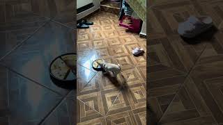 Playful Dog Steals Plate of Food  1509971 [upl. by Llenoil]