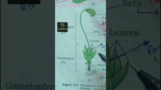 funaria Bryophytes ncert imp diagram class 11th ncert biology neet2025 aiims imp diagram [upl. by Durer384]