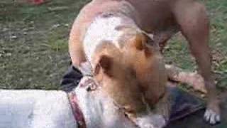 The Most Brutal PitBull Fight Ever SEEN on YOU TUBE [upl. by Iznyl759]