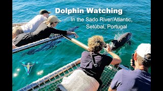 Dolphin watching in the Sado RiverAtlantic Setúbal Portugal [upl. by Seys831]